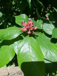 Carolina sweetshrub thumbnail 3