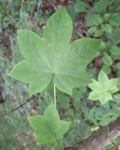 Castor-Aralia thumbnail 3