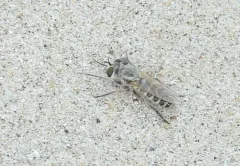 Laphystia flavipes thumbnail 3