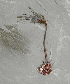 Southern stiff-stiped kelp thumbnail 3
