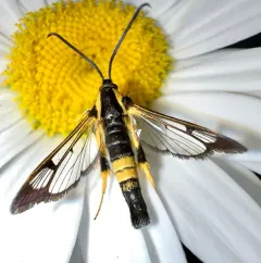 Holly Borer Moth thumbnail 3