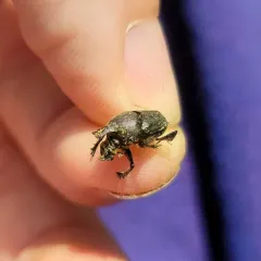 Scooped Scarab thumbnail 4