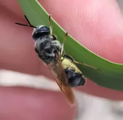 Stratiomys discalis thumbnail 4