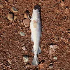 Atlantic Tomcod thumbnail 3