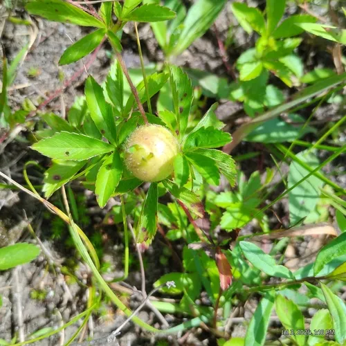 Diastrophus potentillae