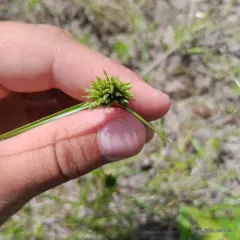 Great Plains Flatsedge thumbnail 1