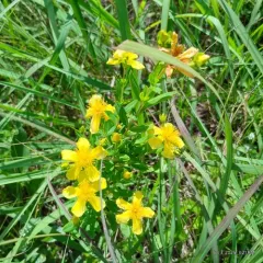 Kalm's St. John's-wort thumbnail 1