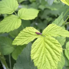 Red-banded Leafhopper thumbnail 2
