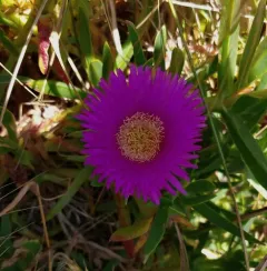 Chilean sea fig thumbnail 3