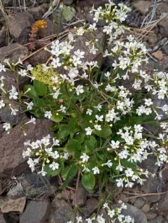 Wenatchee valerian thumbnail 2