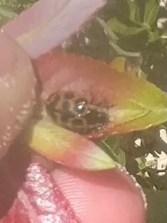 Knab's Leaf Beetle thumbnail 3