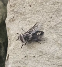 Three-spotted Horse Fly thumbnail 3