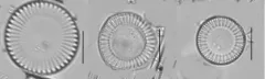 Stephanocyclus meneghinianus thumbnail 1