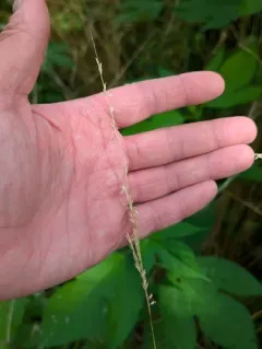 prairie wedge grass thumbnail 4