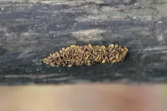 Ionomidotis fulvotingens thumbnail 1