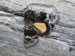 Coranarta macrostigma thumbnail 3