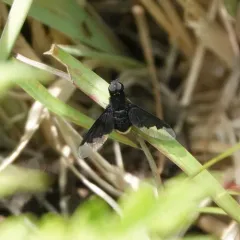Black Bee Fly thumbnail 3