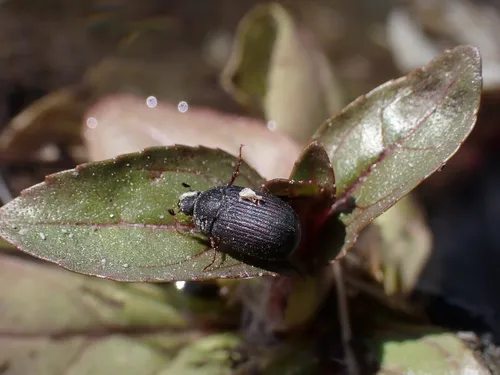 Serica anthracina