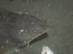 Yellowfin Sole thumbnail 3