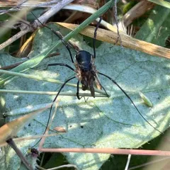 Protolophus niger thumbnail 4