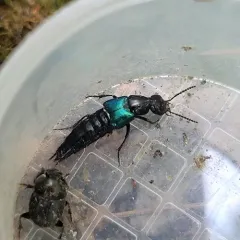 Blue-winged Rove Beetle thumbnail 2