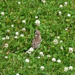 Eurasian Tree Sparrow thumbnail 2