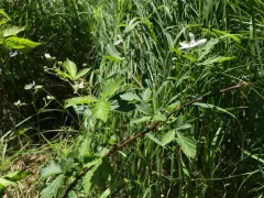 Green Mountain Blackberry thumbnail 2