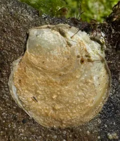 Olympia Oyster thumbnail 3