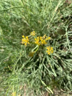 King Desert-parsley thumbnail 1