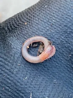 Rosy-tipped Worm thumbnail 4