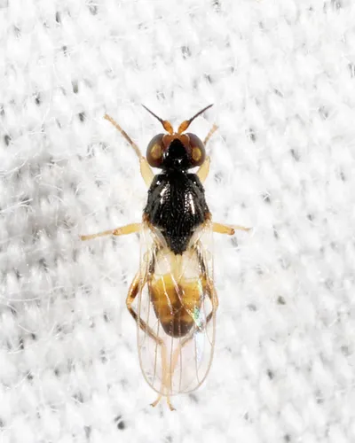 Elachiptera pechumani