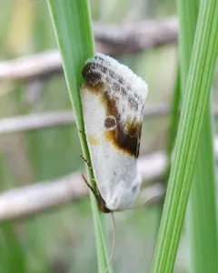 Prairie Bird-dropping Moth thumbnail 3