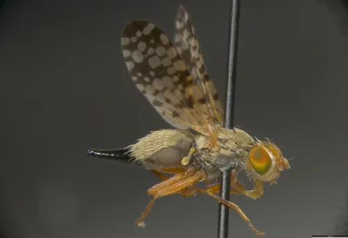 Campiglossa jamesi