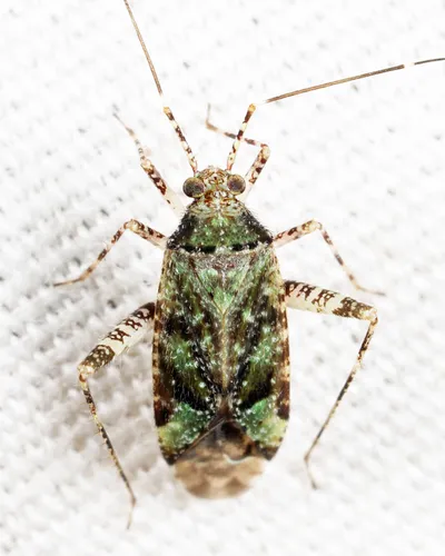 Phytocoris buenoi