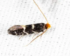 Eudarcia eunitariaeella thumbnail 3