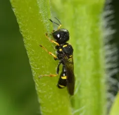 Ectemnius stirpicola thumbnail 3