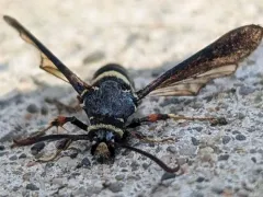 Dusky Clearwing Moth thumbnail 4