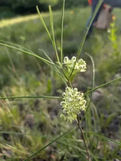 slimleaf milkweed thumbnail 2