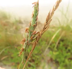 Sand Fescue thumbnail 4