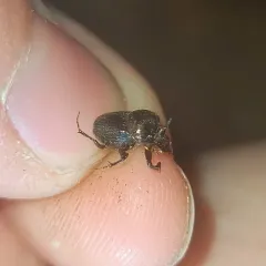 Lined Dung Beetle thumbnail 2