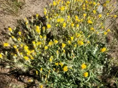 bearded hawksbeard thumbnail 2