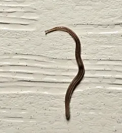 Snake-headed Flatworm thumbnail 3