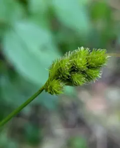 blunt broom sedge thumbnail 1