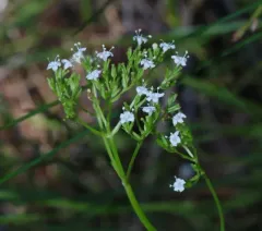 Marsh Valerian thumbnail 2
