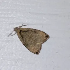 Wretched Olethreutes Moth thumbnail 3