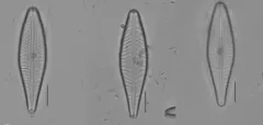 Gomphoneis eriensis thumbnail 3