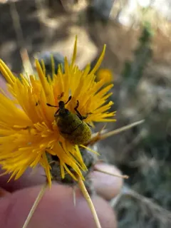Yellow Starthistle Flower Weevil thumbnail 2
