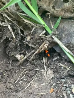 Southern Black Widow thumbnail 2