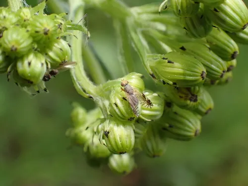 Tephritis stigmatica