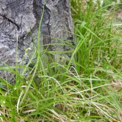 two-seeded sedge thumbnail 1